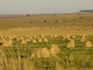 Fazenda (agropecuria) - Camapu MS